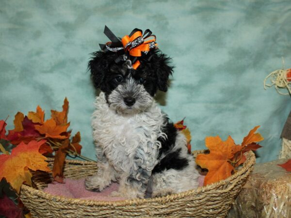 Poodle DOG Female Black White / Tan 9089 Petland Rome, Georgia