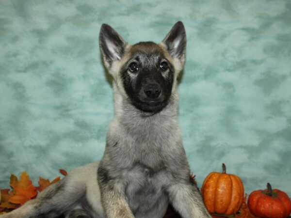 Norwegian Elkhound-DOG-Male-Silver Gray / Black-19821-Petland Rome, Georgia