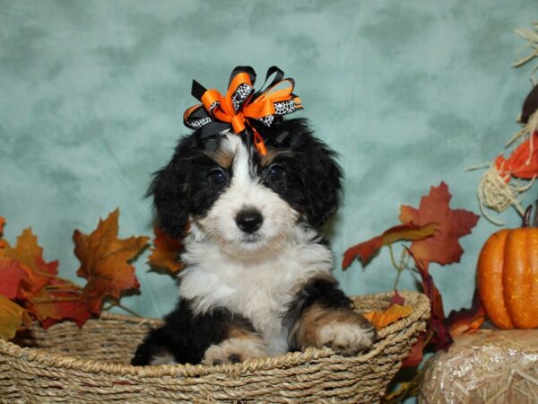 Mini Bernadoodle-DOG-Female-Tri Colored-9097-Petland Rome, Georgia