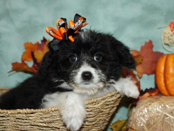 Aussie Poo-DOG-Female-Black & White-9098-Petland Rome, Georgia