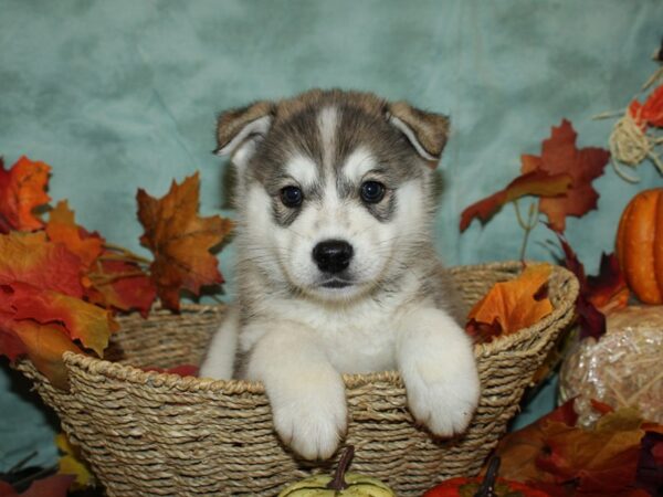 Huskimo DOG Male BLK WHITE 19838 Petland Rome, Georgia