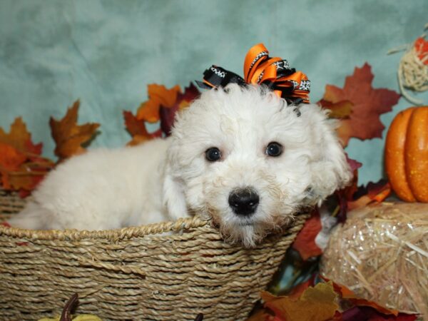 Marshmellow-DOG-Female-WH-19841-Petland Rome, Georgia