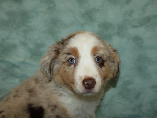 Australian Shepherd-DOG-Female-Red Merle-9108-Petland Rome, Georgia