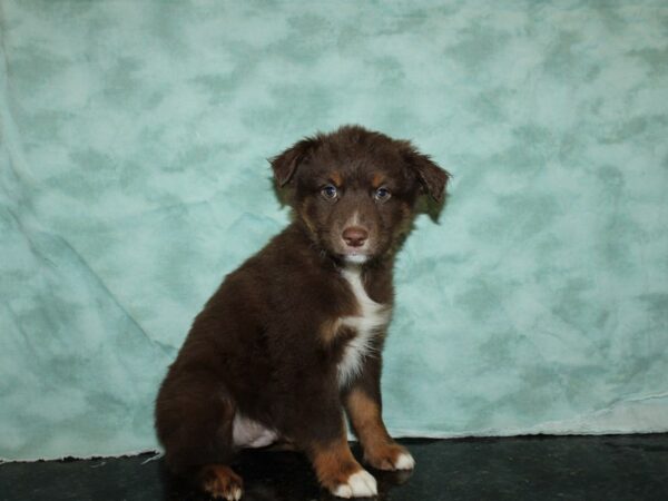 Australian Shepherd-DOG-Male-Red Tri-9106-Petland Rome, Georgia