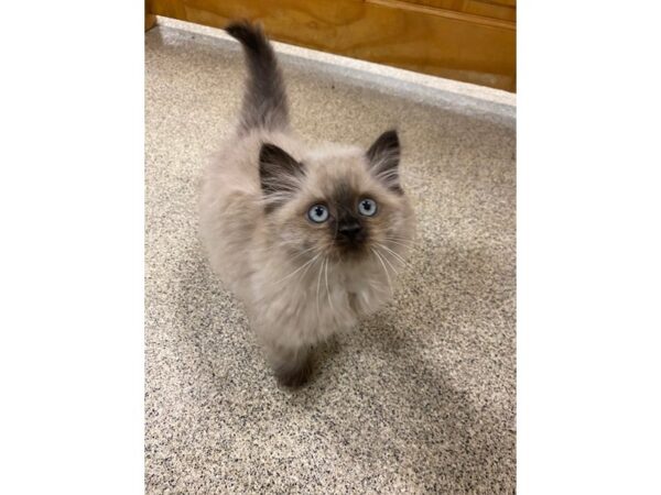 Himalayan CAT Male Blue Point 19844 Petland Rome, Georgia