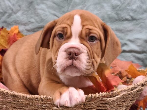 3/4 Beabull-DOG-Male-FAWN WHITE-19856-Petland Rome, Georgia