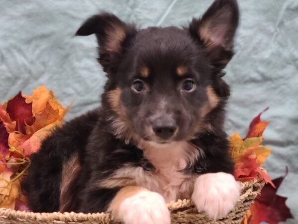 Mini Aussie-DOG-Female-BLK TRI-19850-Petland Rome, Georgia