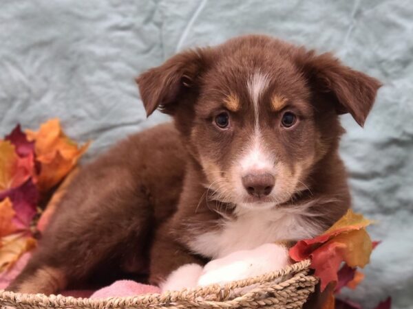 Australian Shepherd DOG Female Red & Tri 19849 Petland Rome, Georgia