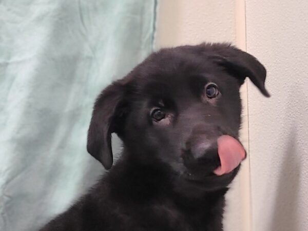 German Shepherd Dog DOG Male Black 19858 Petland Rome, Georgia