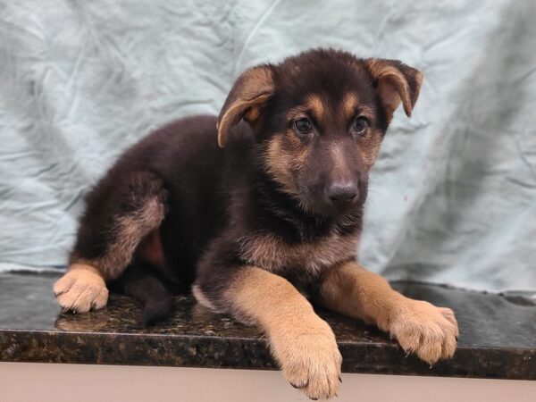 German Shepherd Dog-DOG-Male-Black & Tan-19859-Petland Rome, Georgia