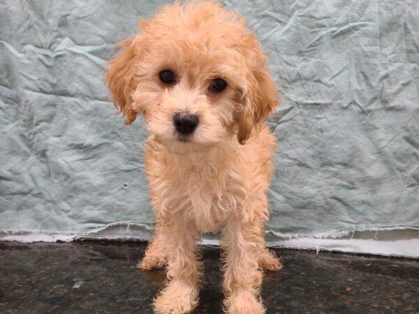 Miniature Goldendoodle-DOG-Female-Cream-19863-Petland Rome, Georgia