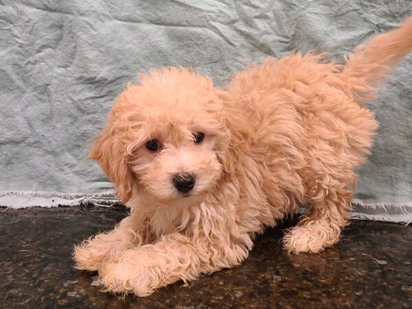 Miniature Goldendoodle DOG Female Cream 19862 Petland Rome, Georgia