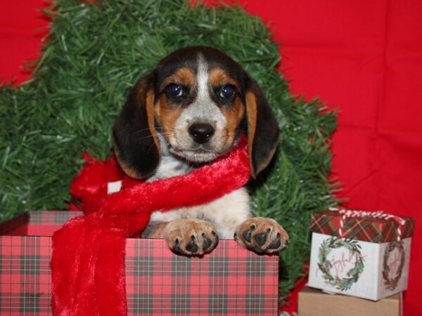 Beagle DOG Male 19881 Petland Rome, Georgia