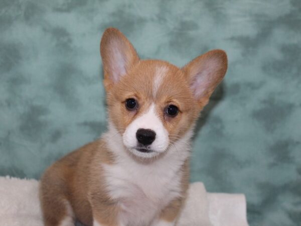 Pembroke Welsh Corgi DOG Female RED WHITE 9113 Petland Rome, Georgia