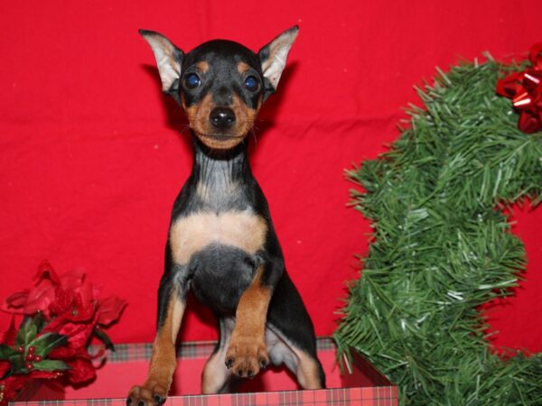 Miniature Pinscher DOG Male Black / Rust 9118 Petland Rome, Georgia