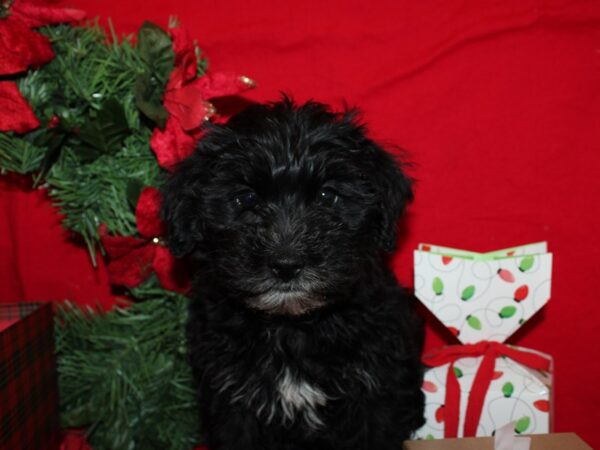 Cockapoo DOG Female BLK WH 9128 Petland Rome, Georgia