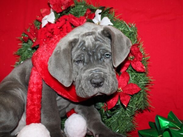 Neapolitan Mastiff DOG Male Blue 19898 Petland Rome, Georgia