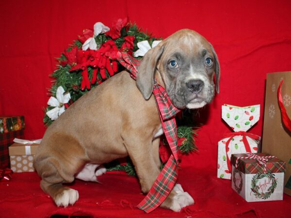 Boxer-DOG-Male-Fawn & White-9122-Petland Rome, Georgia