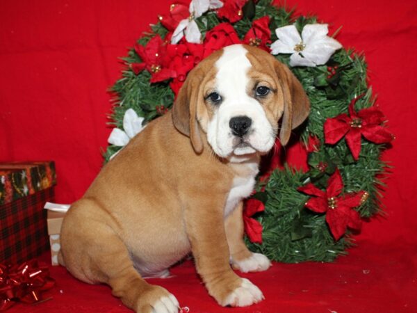 Bulldog DOG Male Red / White 9117 Petland Rome, Georgia