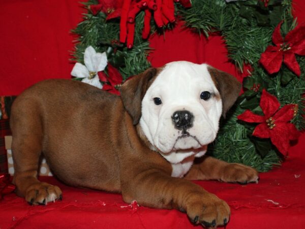 Bulldog-DOG-Male-Brown-9121-Petland Rome, Georgia