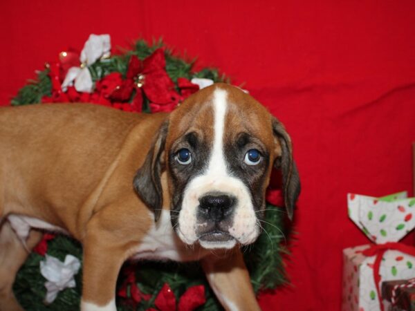 Boxer DOG Male Fawn & White 19889 Petland Rome, Georgia