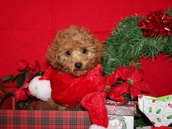 Poodle DOG Male Red 19887 Petland Rome, Georgia