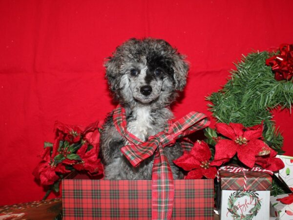 Poodle Mini-DOG-Female-Merle-19888-Petland Rome, Georgia