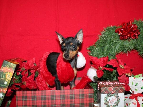 Miniature Pinscher DOG Female Black / Rust 19886 Petland Rome, Georgia