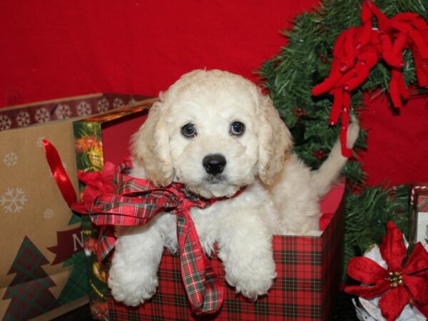 Cockadoodle DOG Male apricot 19906 Petland Rome, Georgia