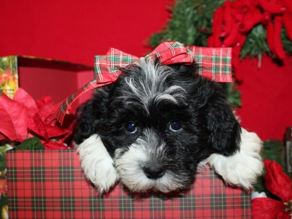 Teddy DOG Male BLK WHITE 19904 Petland Rome, Georgia