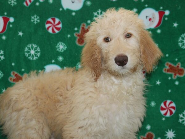 F2 ST Goldendoodle DOG Male Cream 9076 Petland Rome, Georgia