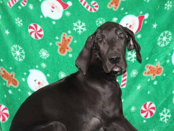 Great Dane DOG Male Black 9085 Petland Rome, Georgia