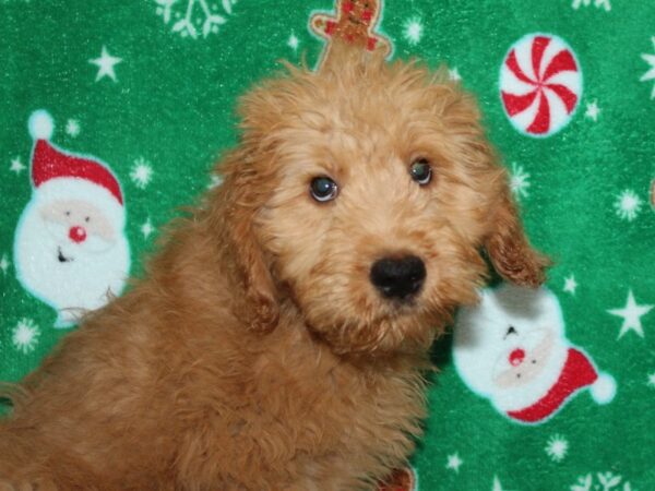 2nd Generation Standard Goldendoodle-DOG-Female-red-9105-Petland Rome, Georgia