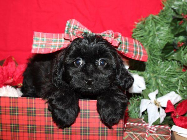 Shorkie-DOG-Female-black tan-9138-Petland Rome, Georgia