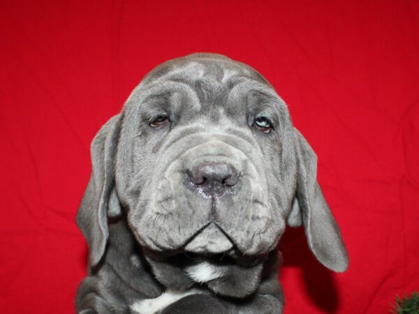 Neapolitan Mastiff-DOG-Female--19932-Petland Rome, Georgia