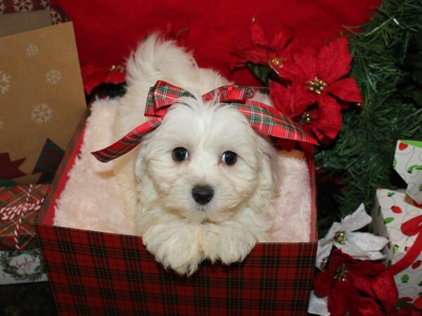 Maltichon-DOG-Male-WH-19946-Petland Rome, Georgia