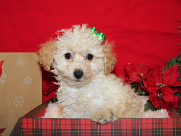 Miniature Poodle DOG Female RED 19937 Petland Rome, Georgia