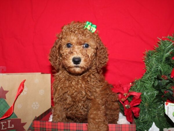 F2 MINI GOLDENDOODLE-DOG-Female-Red-19934-Petland Rome, Georgia