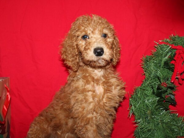 Goldendoodle-DOG-Male-Red-9148-Petland Rome, Georgia