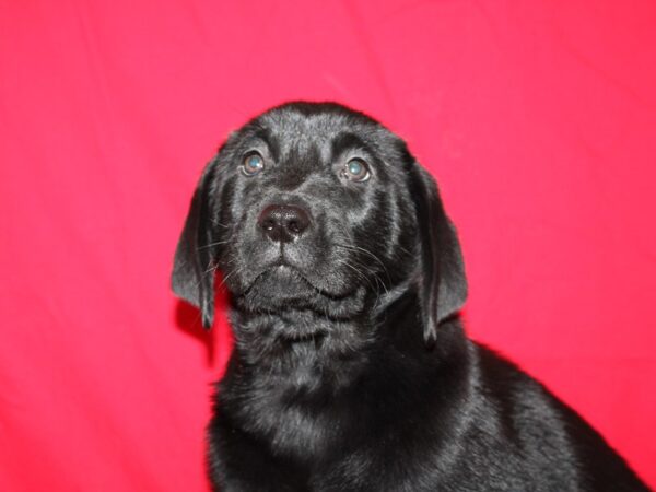 Labrador Retriever DOG Female Black 9151 Petland Rome, Georgia