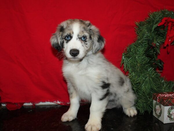 Mini Aussie DOG Male BLUE MERLE 19939 Petland Rome, Georgia