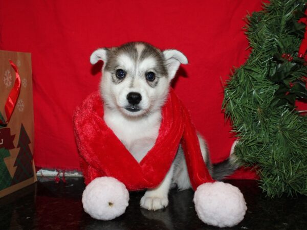 Huskimo-DOG-Female-BLK WH-19949-Petland Rome, Georgia