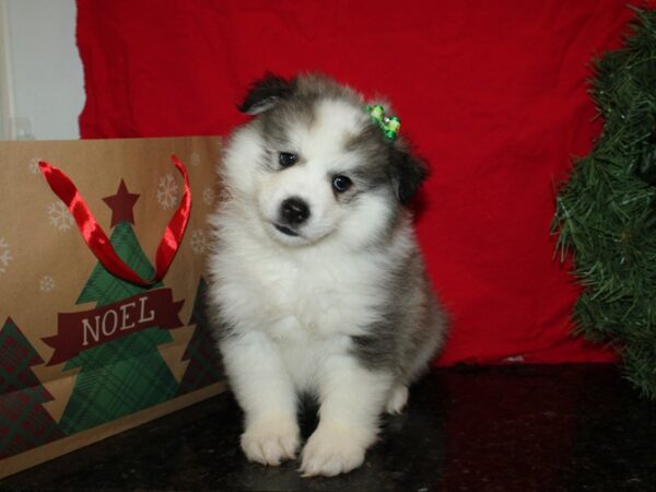 Huskimo DOG Female BLK WHITE 19938 Petland Rome, Georgia