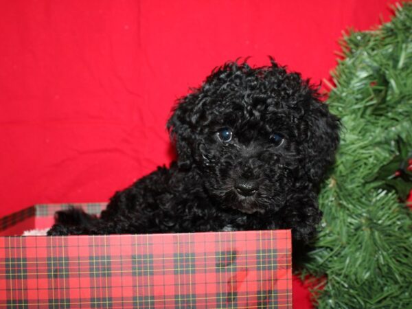 Yorkiepoo-DOG-Male-BLK-9172-Petland Rome, Georgia