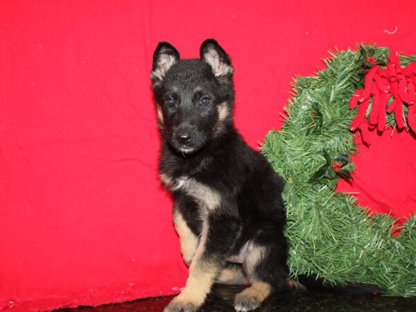 German Shepherd Dog DOG Female Blk / tan 19957 Petland Rome, Georgia