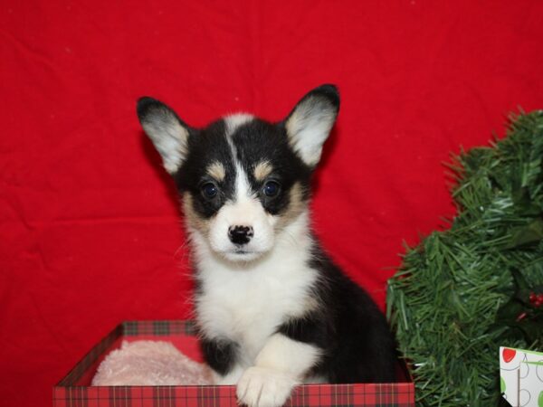 Pembroke Welsh Corgi DOG Female blk 19968 Petland Rome, Georgia