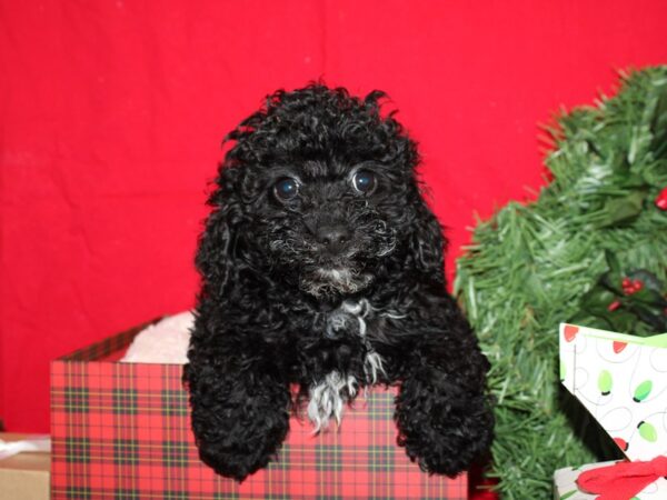 Yorkiepoo-DOG-Male-BLK-19967-Petland Rome, Georgia