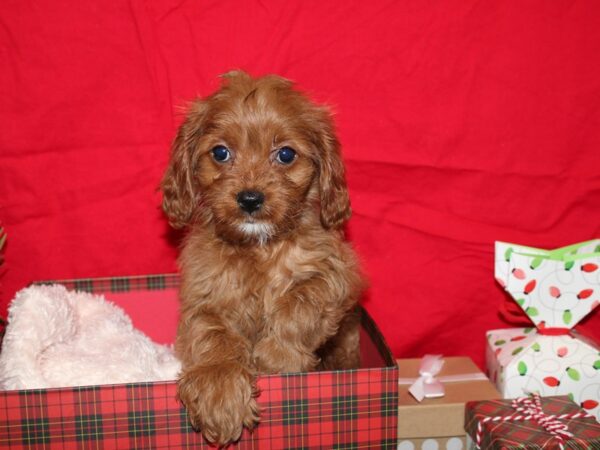 Cavapoo-DOG-Female-Ruby-19986-Petland Rome, Georgia