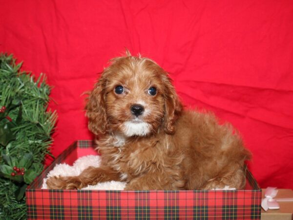 Cavapoo DOG Male Ruby 19985 Petland Rome, Georgia