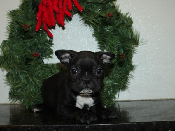 Frenchton-DOG-Male-BLK-19983-Petland Rome, Georgia